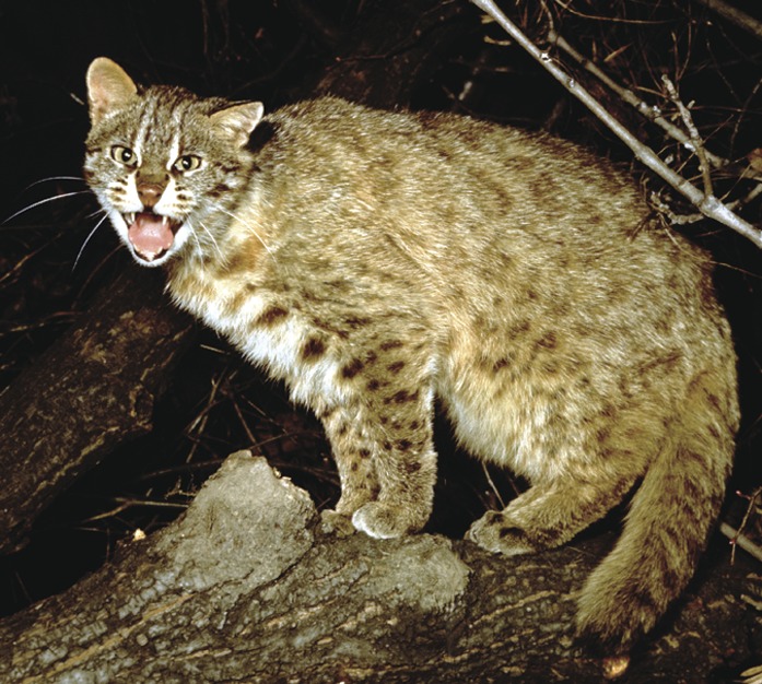 Амурский лесной кот фото