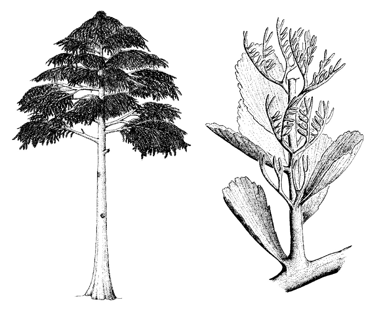 В каком периоде жили древовидные растения. Папоротник археоптерис. Археоптерикс папоротник. Археоптерис дерево Эра. Девонский археоптерис.