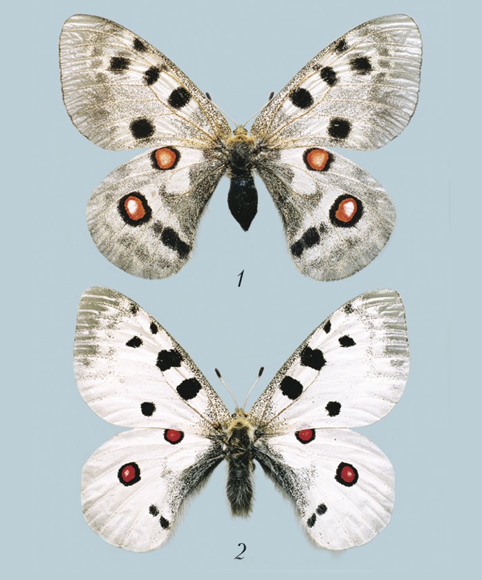 Пол у самок бабочки. Бабочка Аполлон. Аполлон Локсиас. Самка бабочки. Бабочки самец и самка.