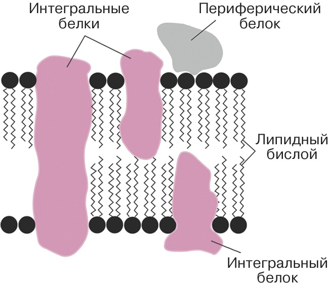 Строение биологической мембраны рисунок