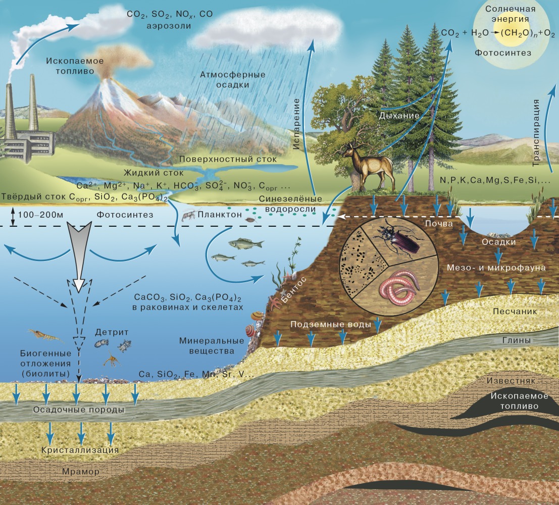 Биогеохимический круговорот веществ в биосфере