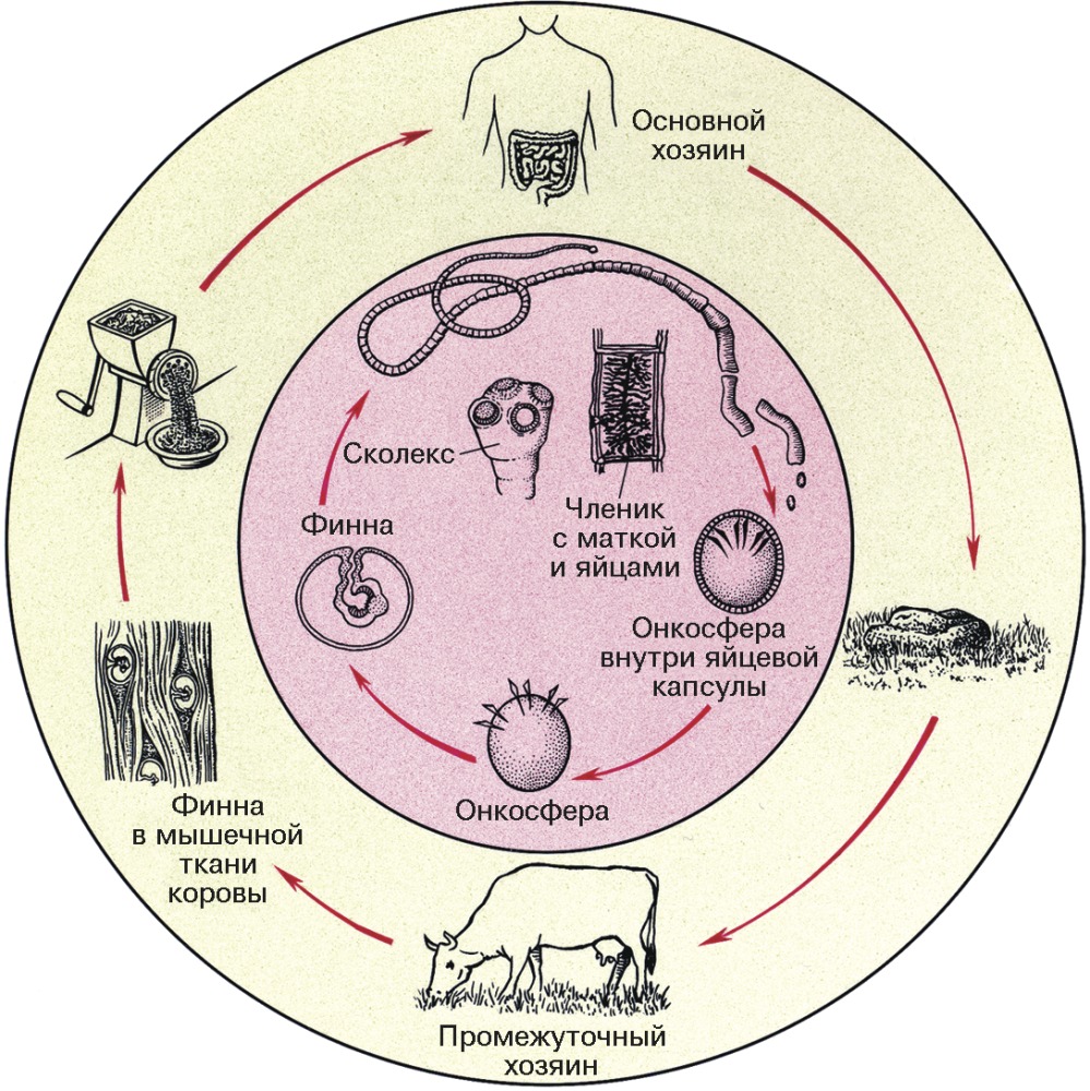 Ленточные жизненный цикл. Биологический цикл бычьего цепня. Цикл размножения бычьего цепня. Жизненный цикл бычьего цепня. Цикл развития бычьего цепня биология.