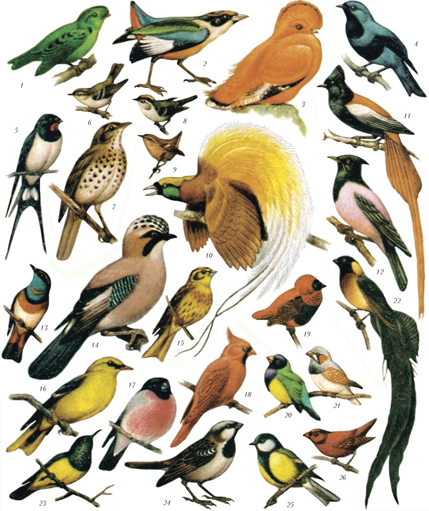 Сколько птиц в мире