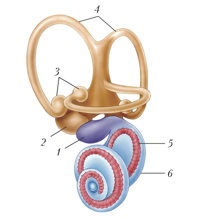 Вестибулярный анализатор рисунок