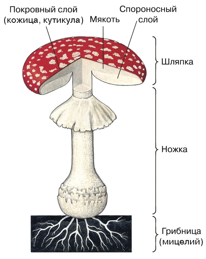 Пластинчатые грибы: фото и описание