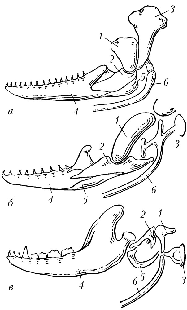 Висцеральный скелет. Эволюция висцерального черепа позвоночных. Гомология слуховых косточек позвоночных. Эволюция висцерального черепа рыб. Висцеральный череп костистых рыб.