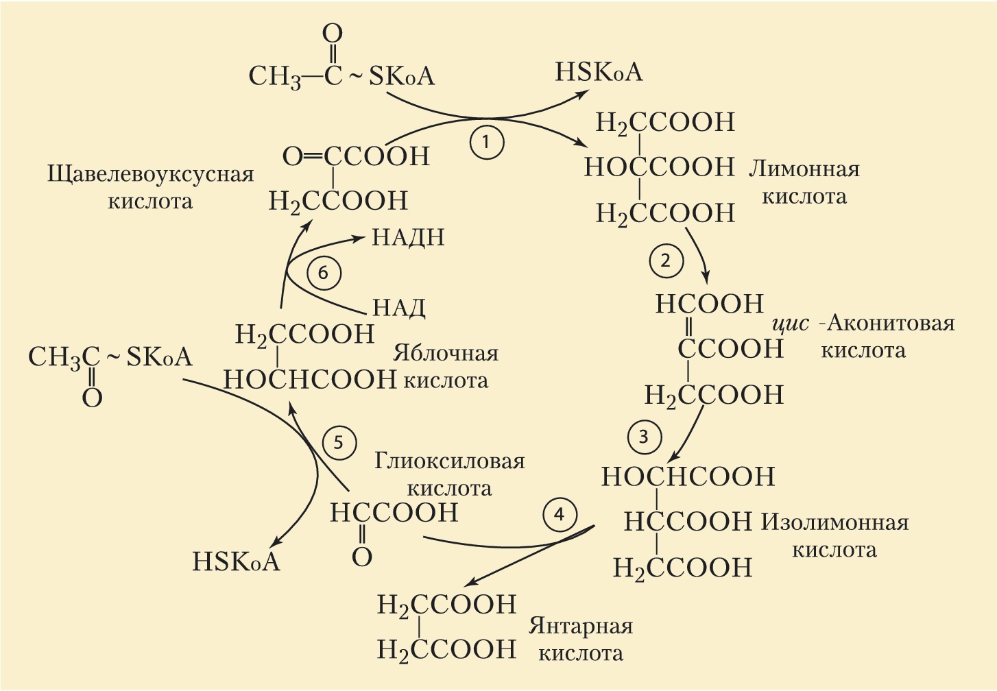 Витамин с янтарная кислота глицин