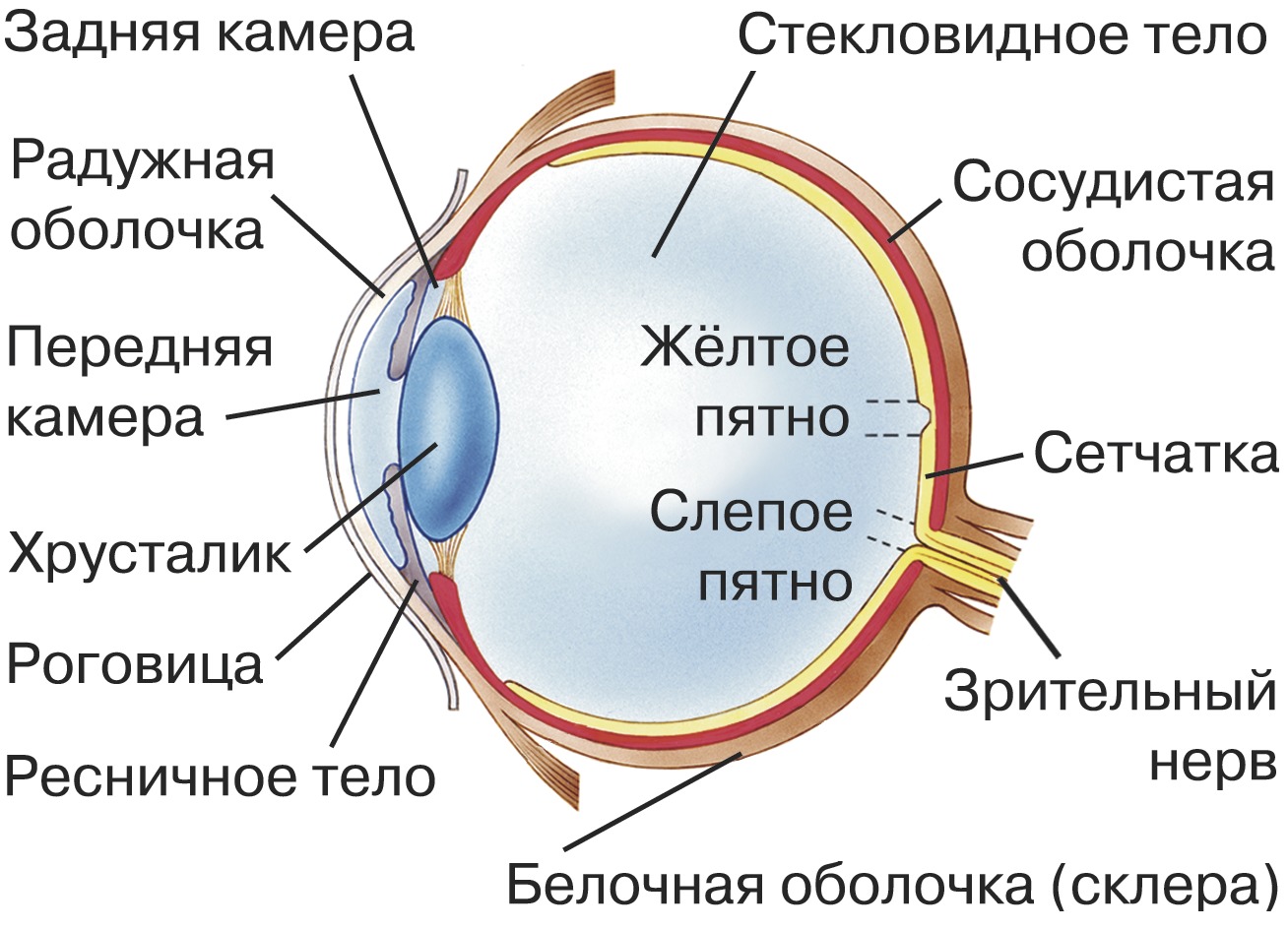 Строение глаза сбоку