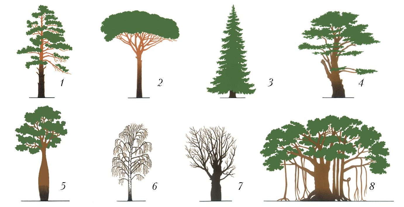 Форма деревьев рисунок. Крона сосен сбоку. Форма кроны у сосны. Разные кроны деревьев. Формы крон хвойных деревьев.