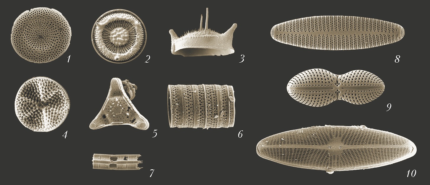 Фото диатомовых водорослей