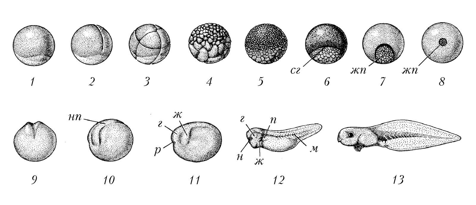 Схема эмбрионального развития лягушки