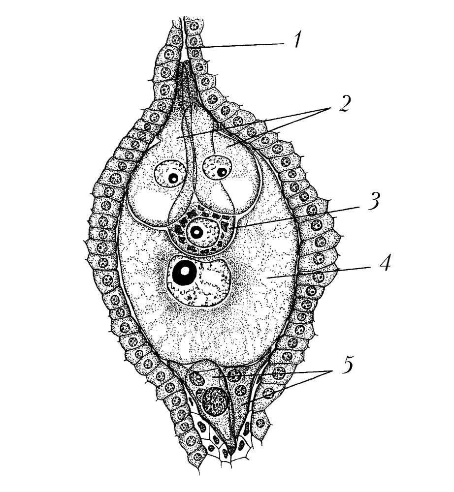 Яйцеклетка цветкового растения. Семязачаток покрытосеменных растений. Строение зародышевого мешка у покрытосеменных. Зародышевый мешок синергиды. Зародышевый мешок у покрытосеменных растений.