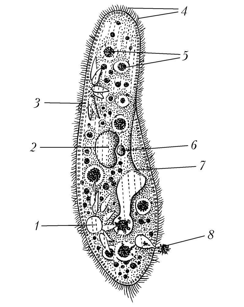 Класс инфузории (Infusoria, или Ciliata)