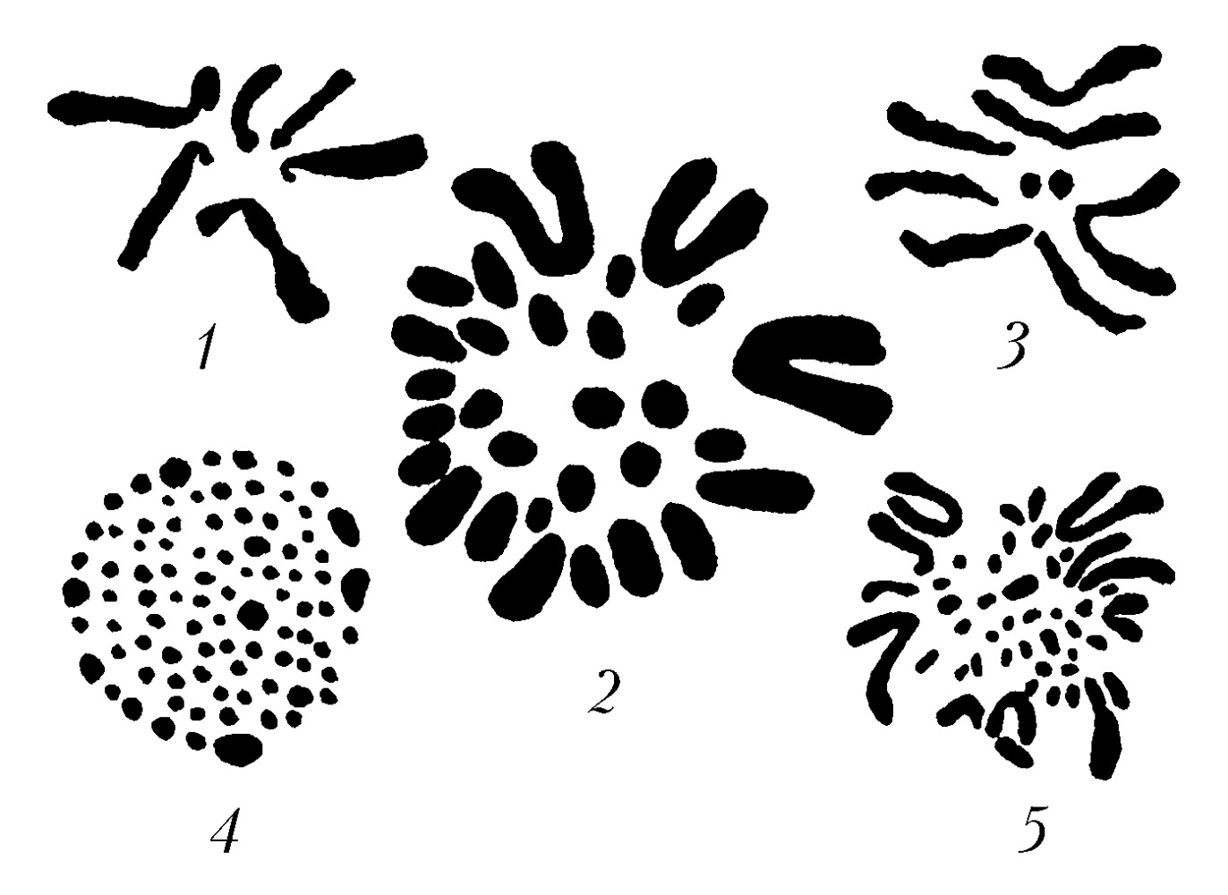 Хромосомы определяют окраску растения. Кариотип растений. Кариотип растения скерды. Кариотип бабочки. Кариотипы разных видов.