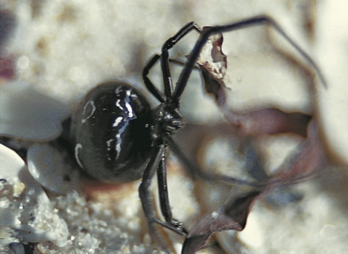 Каракурт паук самец и самка фото