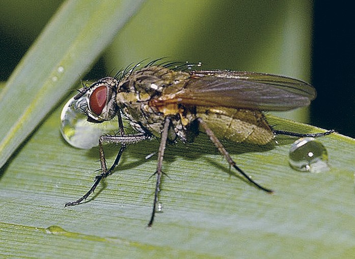 Чем опасны мухи и как от них избавиться?: информационные статьи от компании «Август»