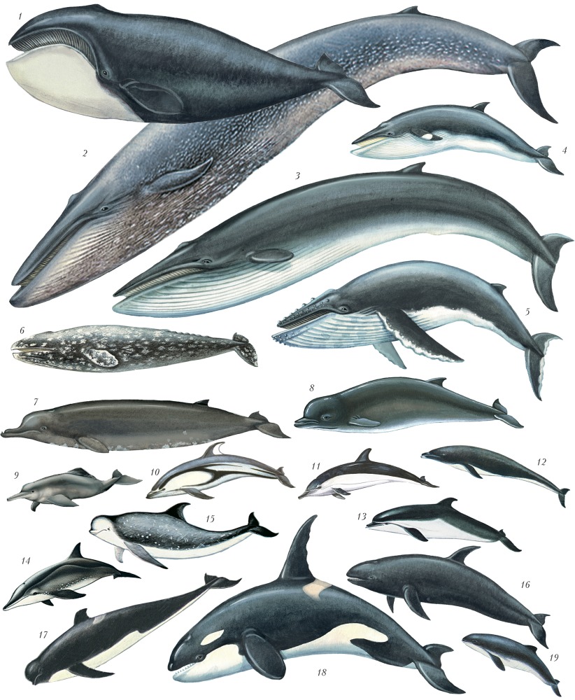 Усатые киты виды. Северный плавун кит. Северный плавун или клюворыл. Китообразные зубатые представители. Дальневосточный бутылконос.