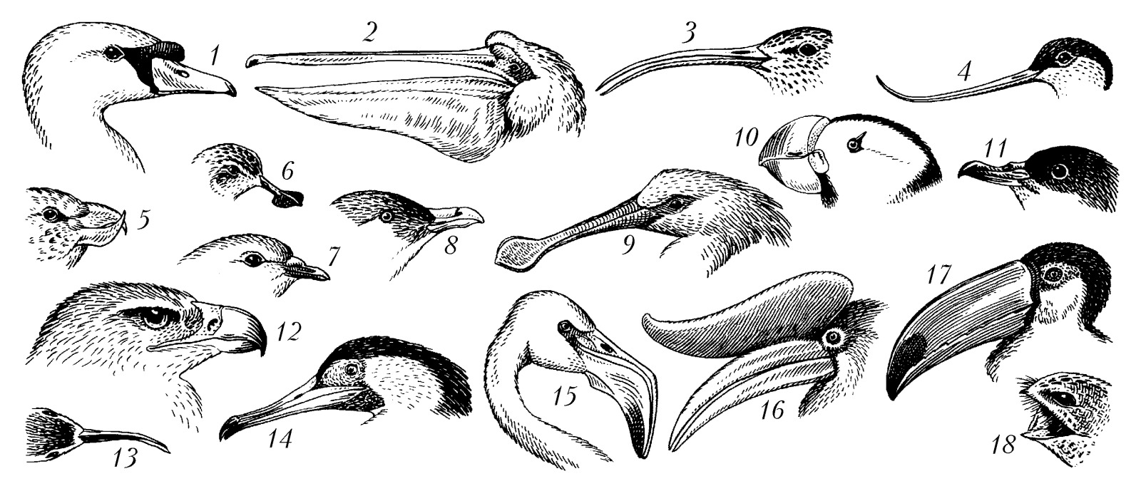 клювы птиц картинки с названиями