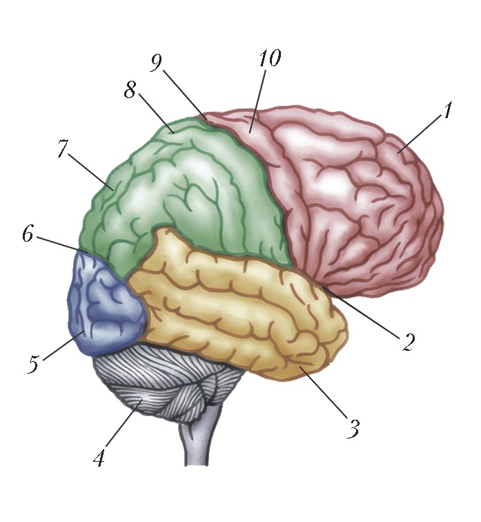 Кора мозга где находится на рисунке