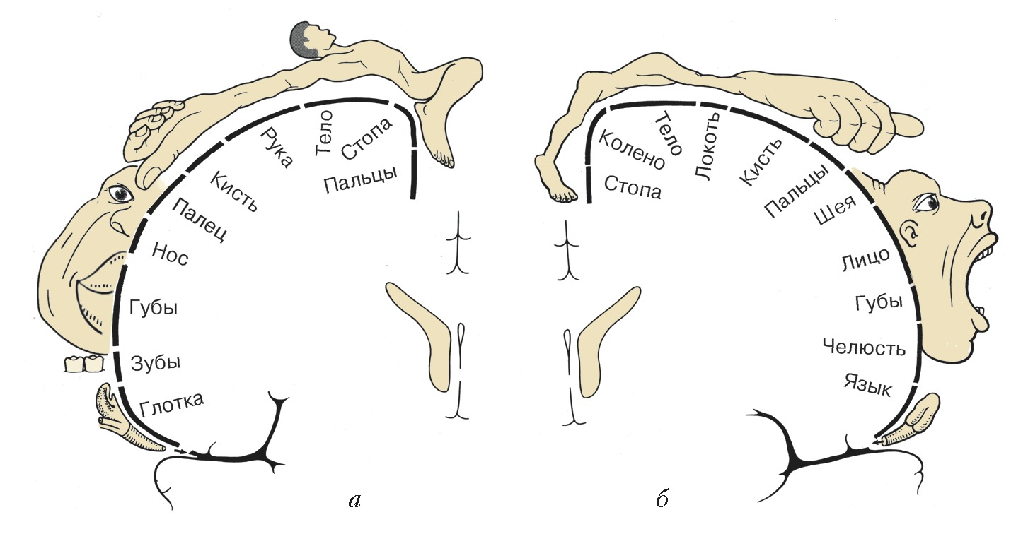 Проекция зон коры головного мозга