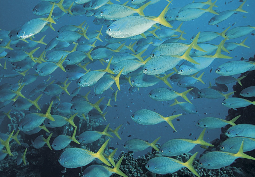 Coral 09. Ихтиофауна. Рельеф дна кораллового моря. Промысловые рыбы кораллового моря. Коралловое море ГП.