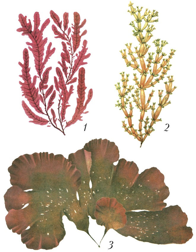 Красные водоросли 7 класс впр. Красные водоросли (Rhodophyta). Флоридеевые водоросли. Красные водоросли багрянки представители. Флоридеевые красные водоросли.