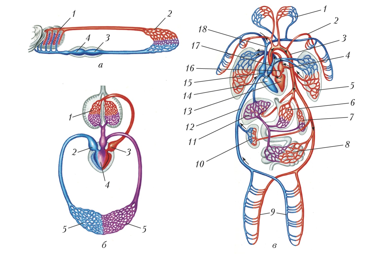 Круги кровообращения червей. Круги кровообращения схема. Сердечно сосудистая система большой и малый круг кровообращения. Схема большого круга кровообращения у человека анатомия. Малый и большой круг кровообращения человека схема.
