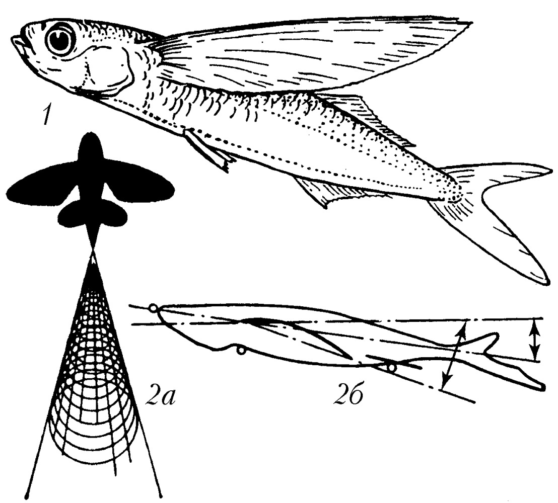 Летучие рыбы — Википедия