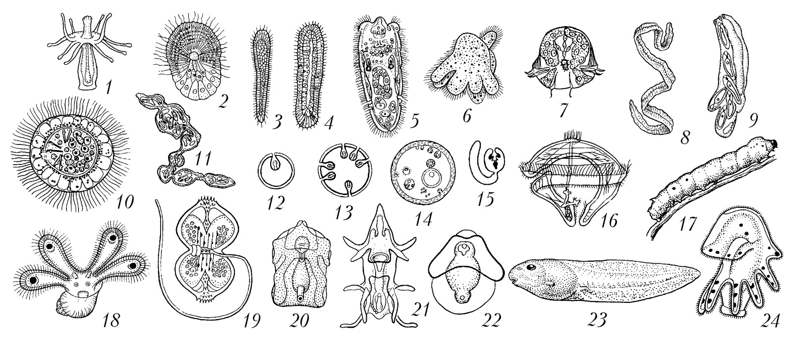 Личинки беспозвоночных животных таблица