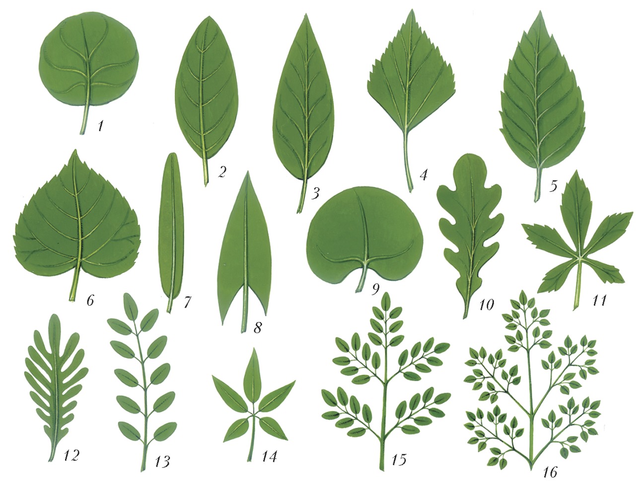 Виды листьев цветов. Сердцевидно яйцевидный лист. Непарноперисторассеченные листья. Пальчато рассеченный лист. Ланцетная форма листа.