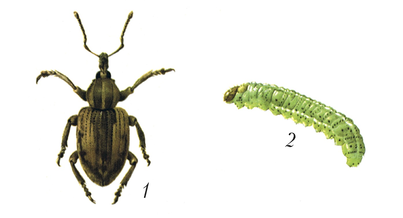 Люцерновый долгоносик фото