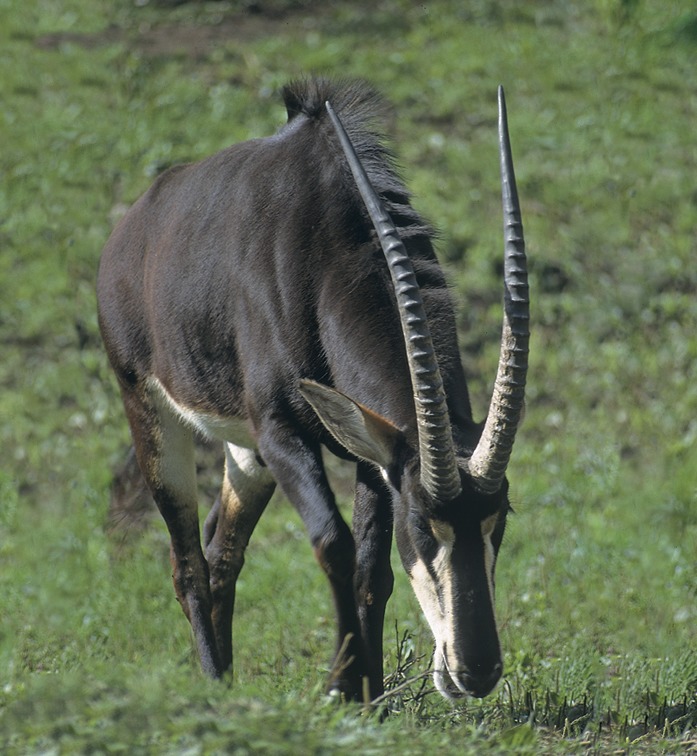Саблерогая антилопа из африки. Лошадиная антилопа. Сабельная антилопа. Черная Африканская антилопа. Черная саблерогая антилопа.