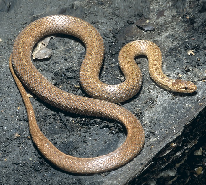 Медянка змея фото в подмосковье