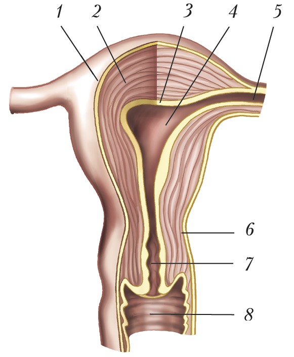 Женская матка строение фото