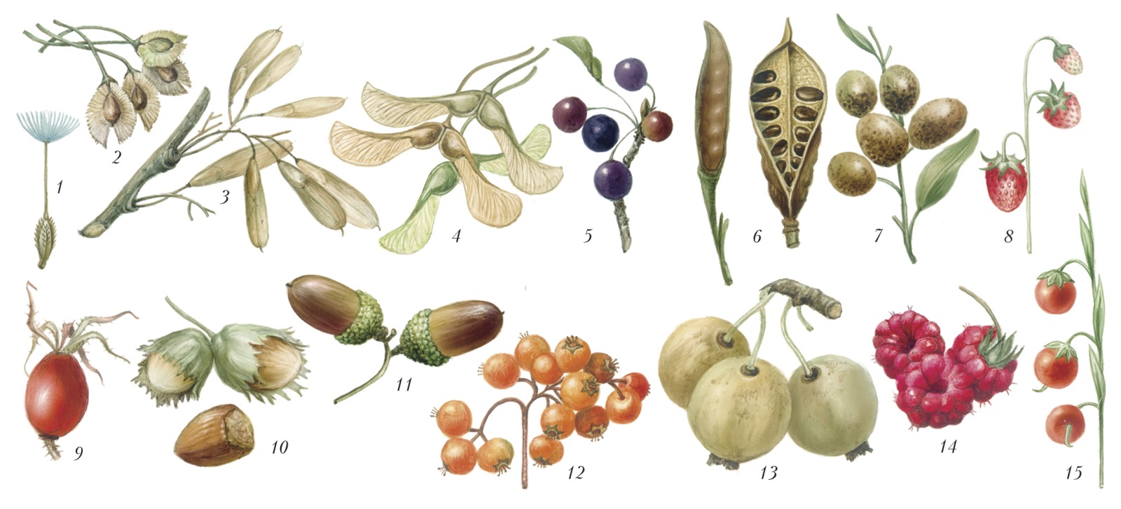 растения и плоды картинки