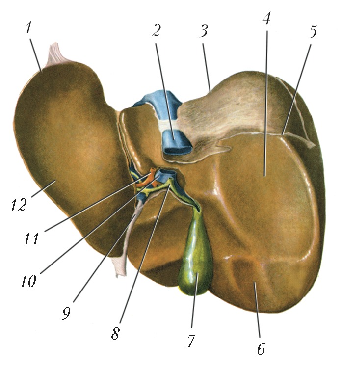 Анатомия печени человека в картинках