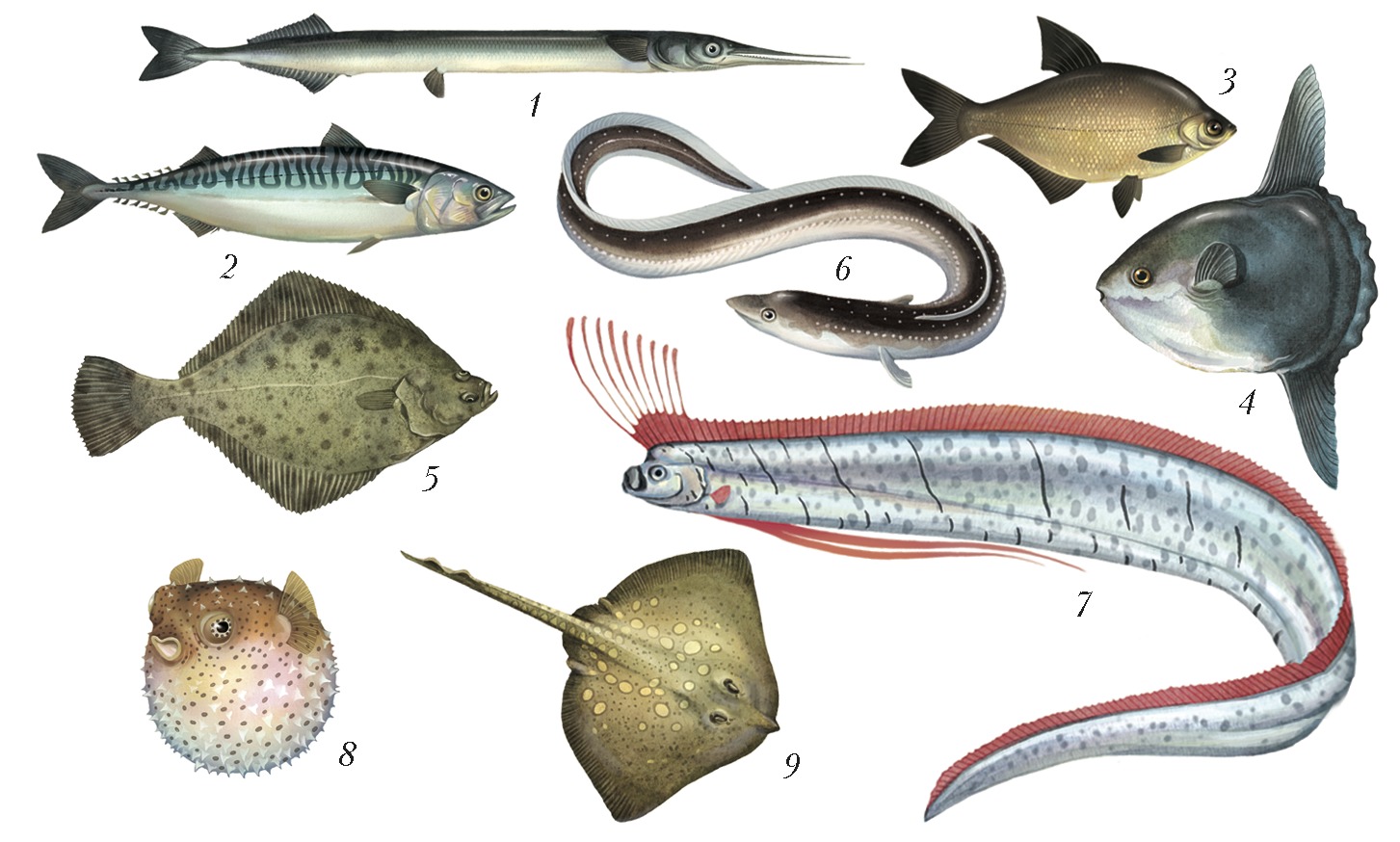 рыбы морские и речные фото с названиями