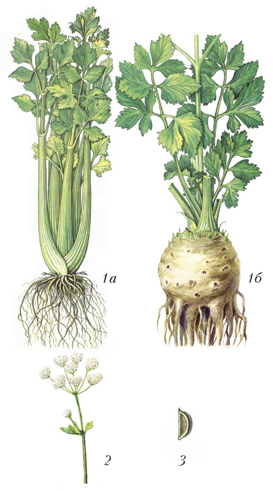 Сельдерей какие корни. Сельдерей черешковый корень. Сельдерей черешковый (стеблевой). Сельдерей корневой и черешковый. Сельдерей клубневый.