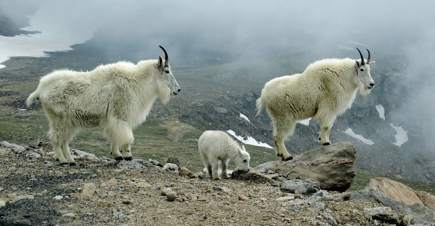 Кашмирские горные козы
