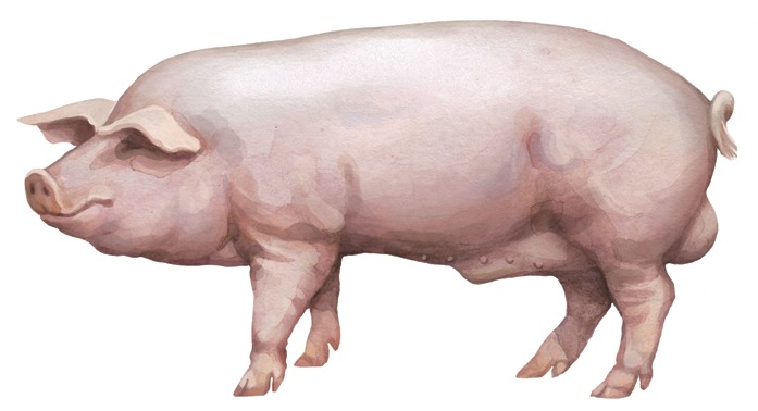 Скороспелая мясная (СМ 1) порода свиней: описание, характеристики, содержание и отзывы