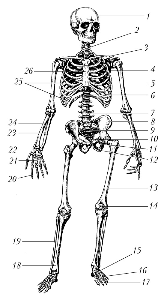 Строение скелета человека фото