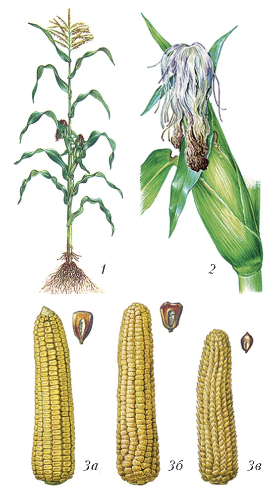 Построить схему кукуруза. Кукуруза обыкновенная Фармакогнозия. Ботаническая характеристика кукурузы. Кукуруза обыкновенная (Маис). Строение корневой системы кукурузы.