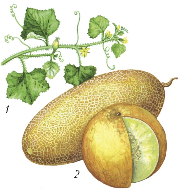 Плод арбуза дыни огурца. Дыня - Cucumis Melo. Плод Тыквина. Паттисон семейство тыквенных. Плодоножка у дыни.