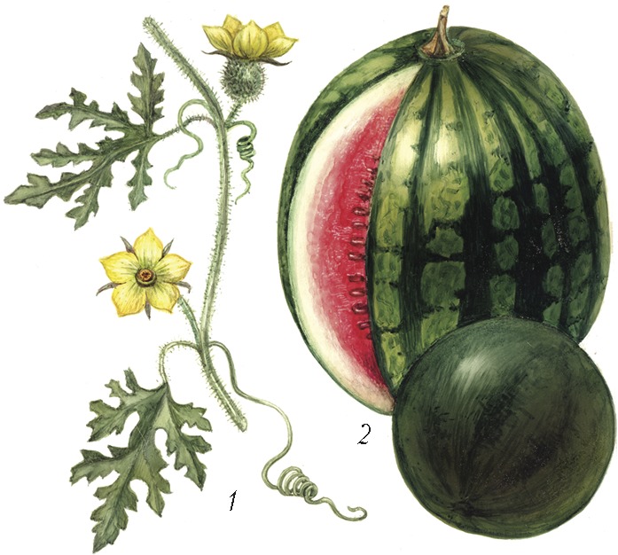 Стебель арбуза. Строение плода арбуза. Плод Тыквина. Citrullus lanatus Ботаническая иллюстрация. Арбуз растение.
