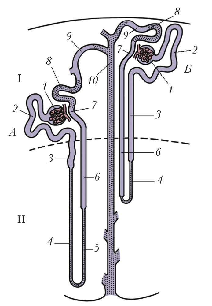 Строение нефрона человека рисунок с подписями