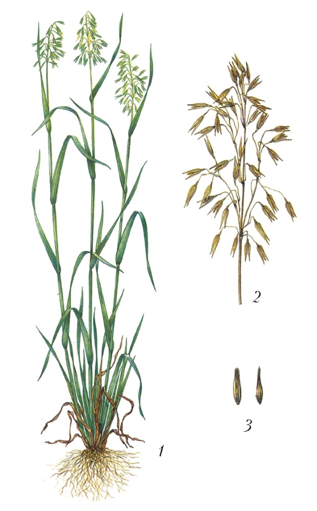 Овес картинка растения