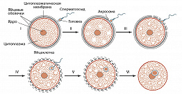 Процесс слияния женской и мужской гамет называется