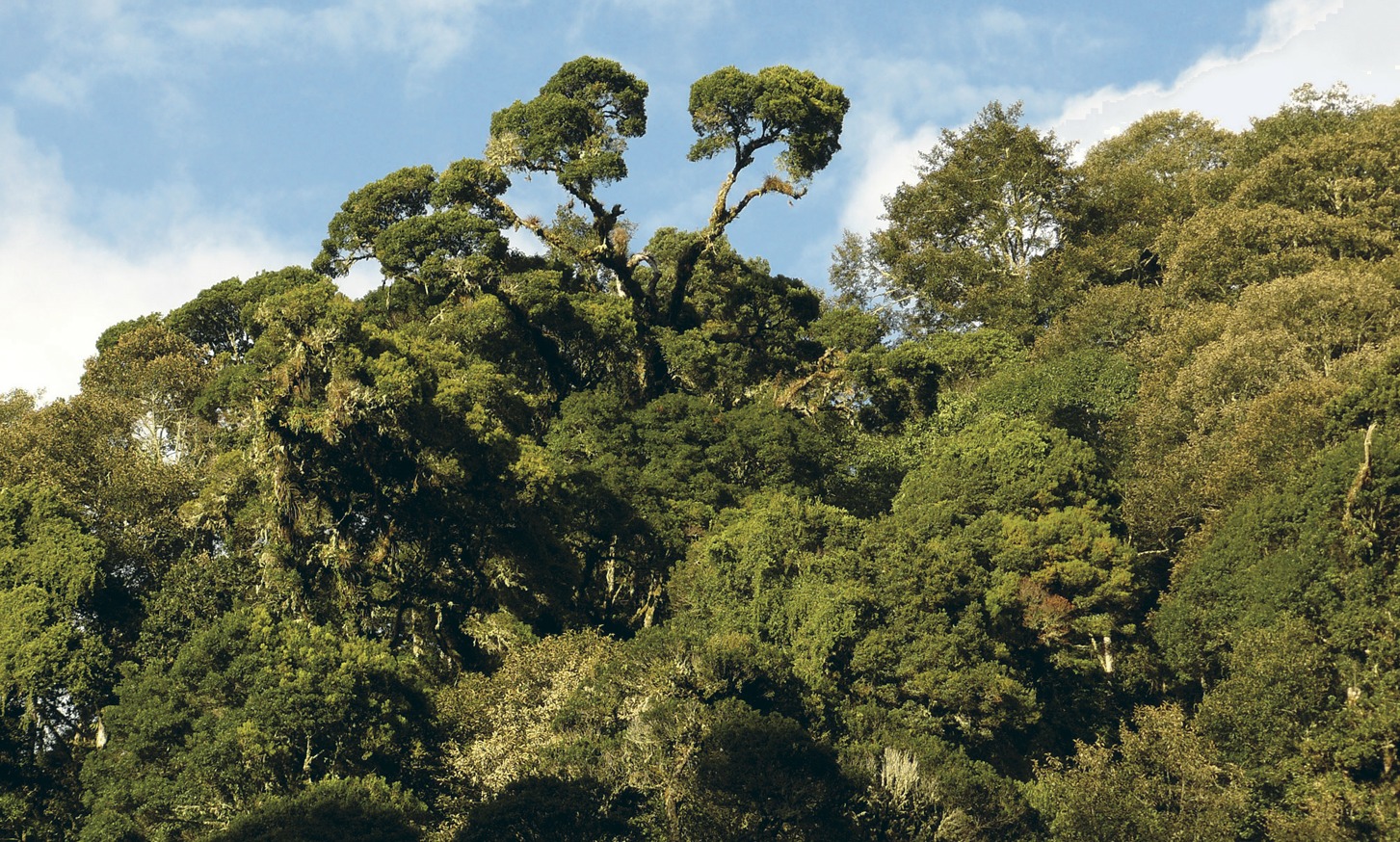 Вечнозеленые жестколистные леса австралии. Вечнозеленые леса Южной Америки. Картинка в Мексике вечнозелёные леса. Северная Америка вечнозеленые леса реферат.