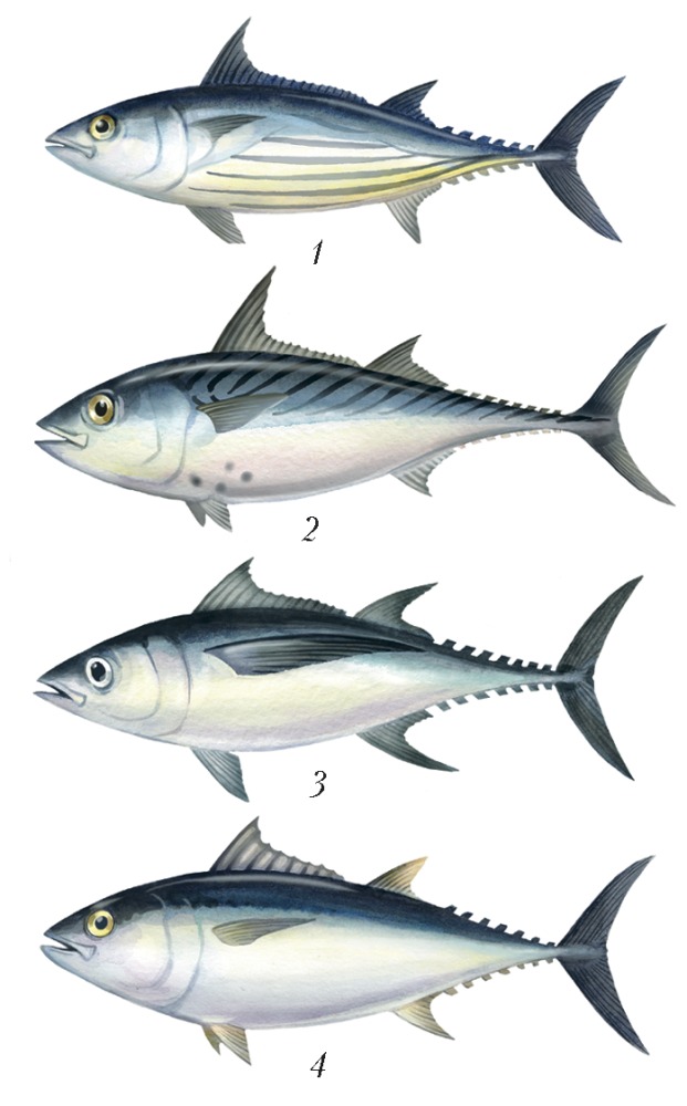 Входящие рыбы. Скумбрия семейство скумбриевых. Тунец семейство скумбриевых. Скумбрия семейство тунцовых. Рыба семейства скумбриевых макрель.