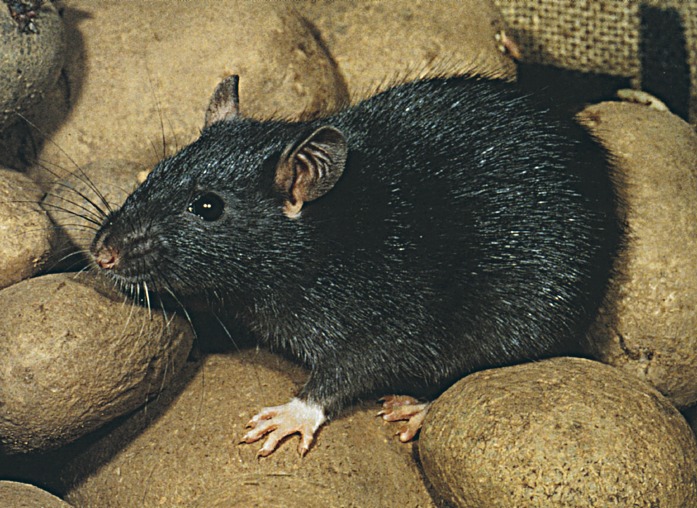 Черная крыса название. Rattus Rattus чёрная крыса. Крыса черная Дикая. Серо черная крыса. Крысы вредители.
